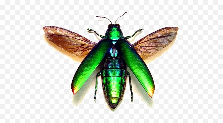 Flying Bug Png Transparent Image - Metallic Green Flying Beetle,Transparent Bug