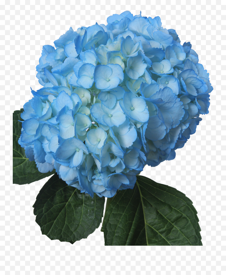 Jetty Flowers Gallery - Png Light Blue Flower,Blue Flower Transparent