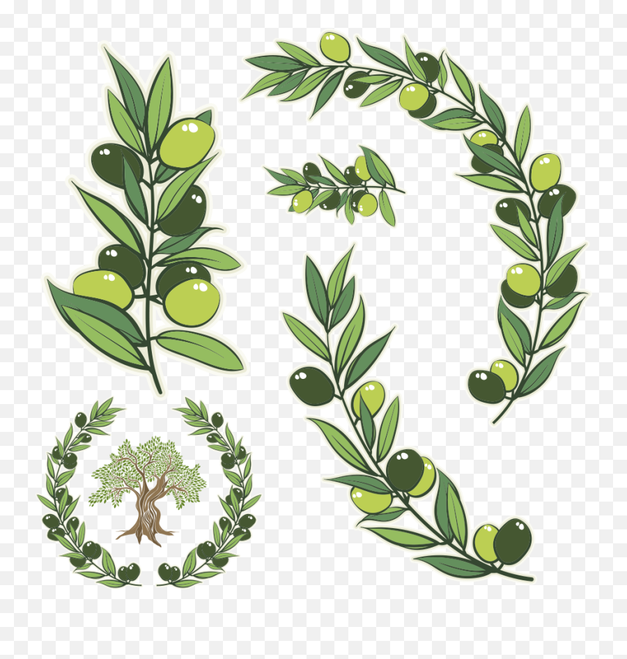 Green Wreath Png - Olive Branch Meaning Transparent Olive Branch Vector,Olive Branch Png