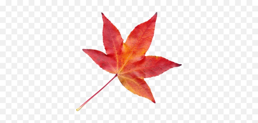Autumn Leaves Free Png Transparent - Autumn Leaf Transparent Png,Autumn Leaves Transparent