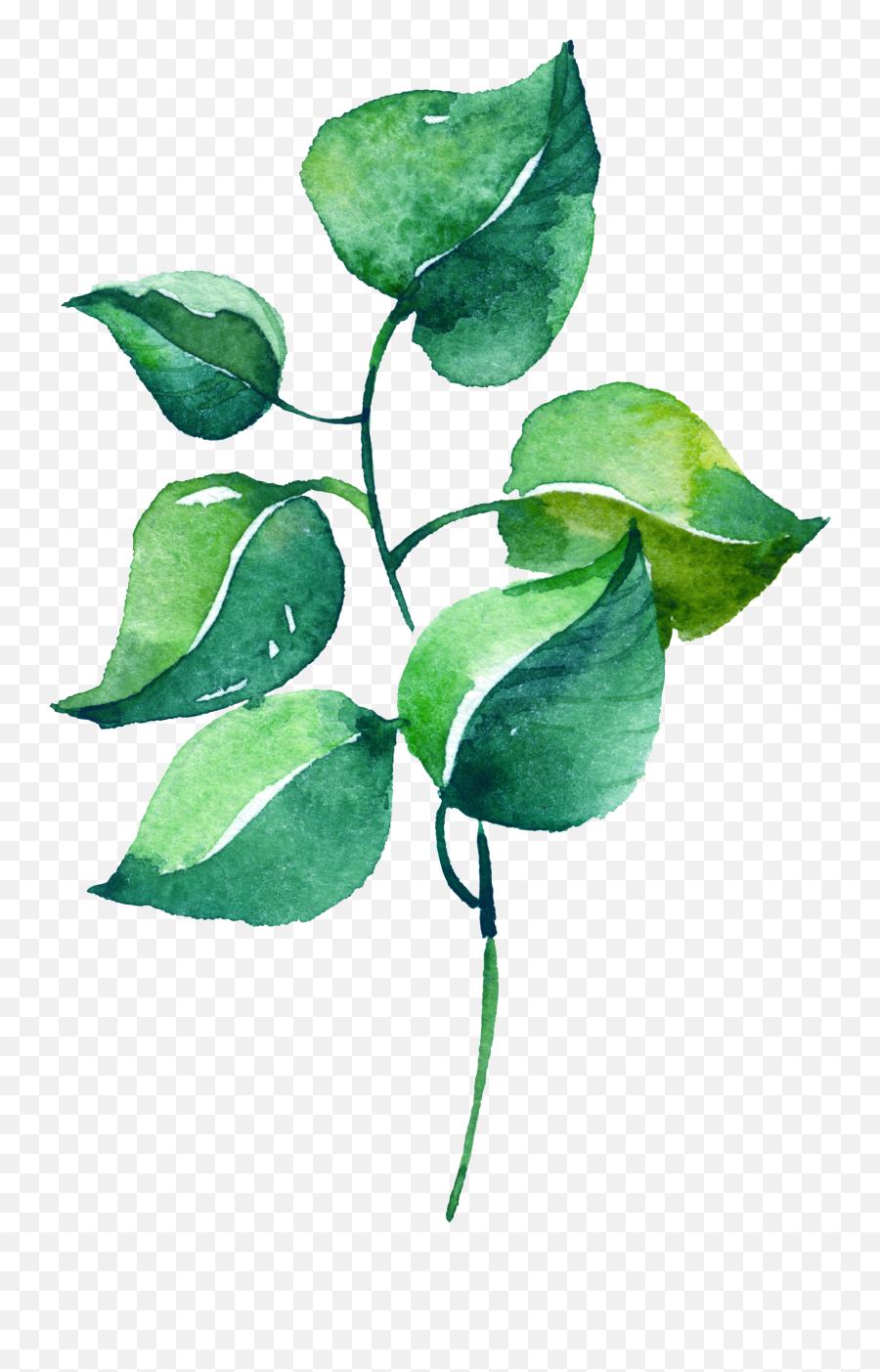 Silver Leaf Eucalyptus Branch - Leaf Print Watercolor Png,Eucalyptus Png