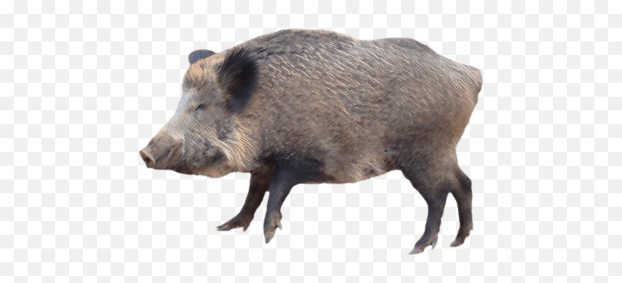 Download Free Png Wild Hog - Transparent Wild Boar Png,Hog Png