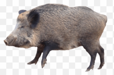 Download Free Png Wild Hog - Transparent Wild Boar Png,Hog Png