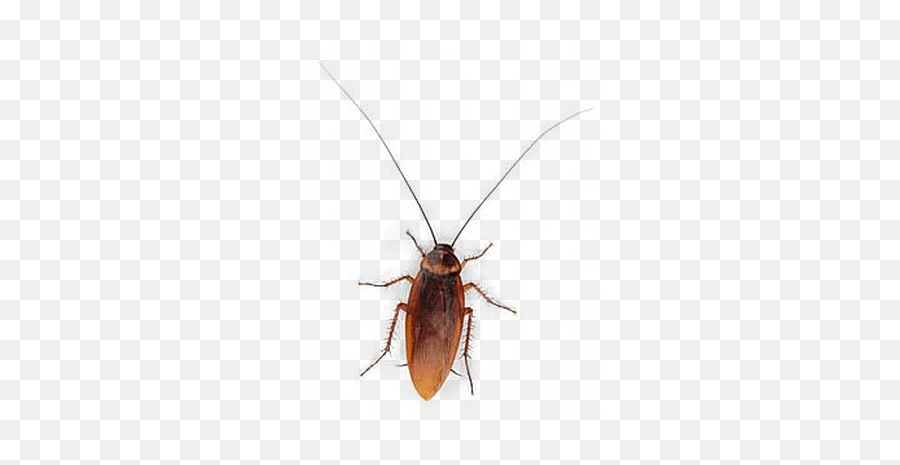 Cockroach Png Download Image - Cockroach,Cockroach Png