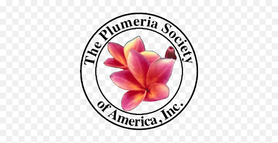 The Plumeria Society Of America Inc - Plumeria Png,Plumeria Png