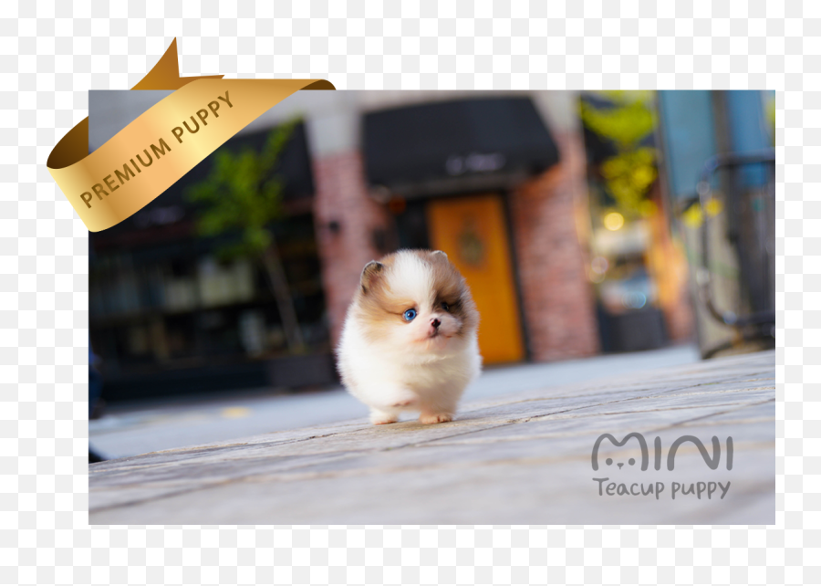 Benny - Teacup Puppy Png,Pomeranian Png