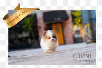 Benny - Teacup Puppy Png,Pomeranian Png