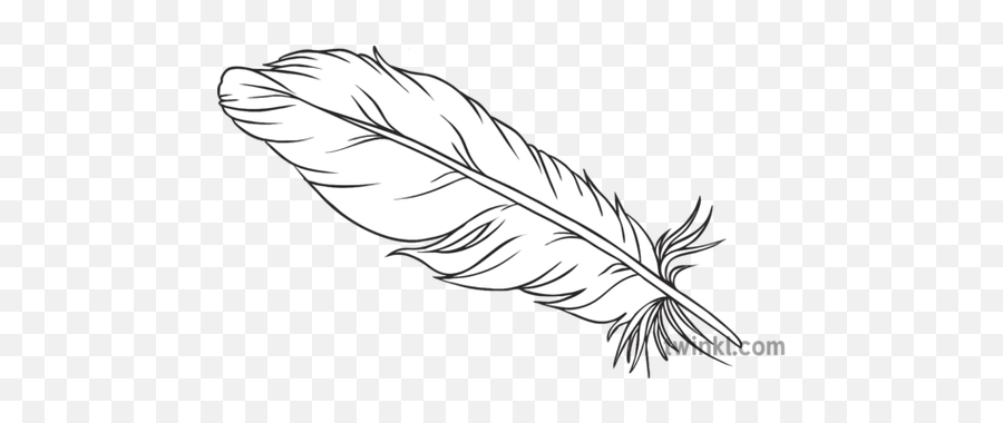 White Feather History Wwi Symbolism Secondary Black And - Clipart Black And White Feather Png,Feather Drawing Png