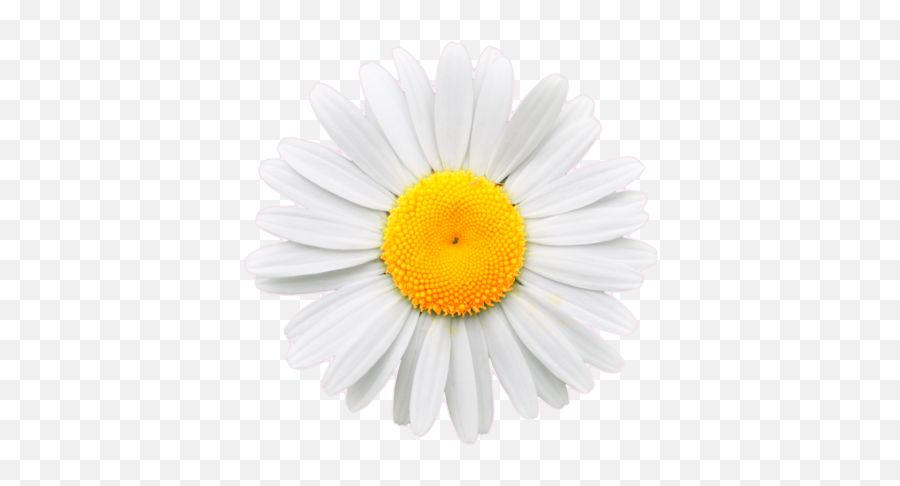 Download Daisy Flower Crown Tumblr Transparent - Daisy Png Transparent White Daisy Png,Flower Crown Transparent Tumblr
