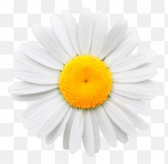 Download Daisy Flower Crown Tumblr Transparent - Png White