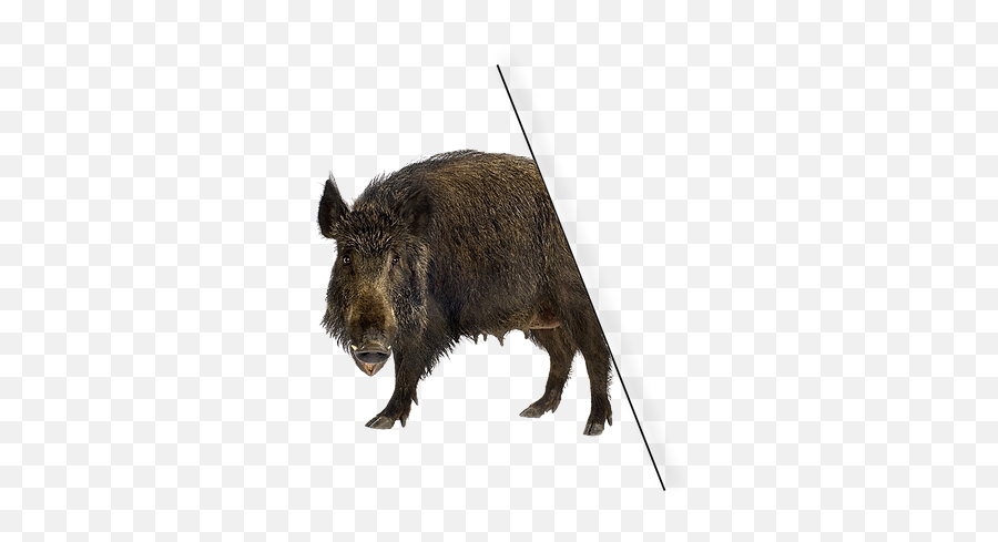 Wild Hog Removal Services Lone Star Trapping Feral - Wild Boar Png,Feral Icon