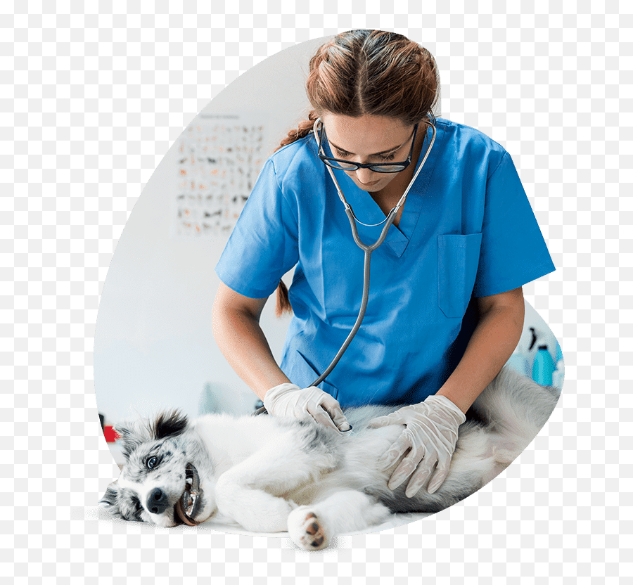 Meet Our Experts Alpha Paw - Medical Assistant Png,Alpha Icon Dog Clothes