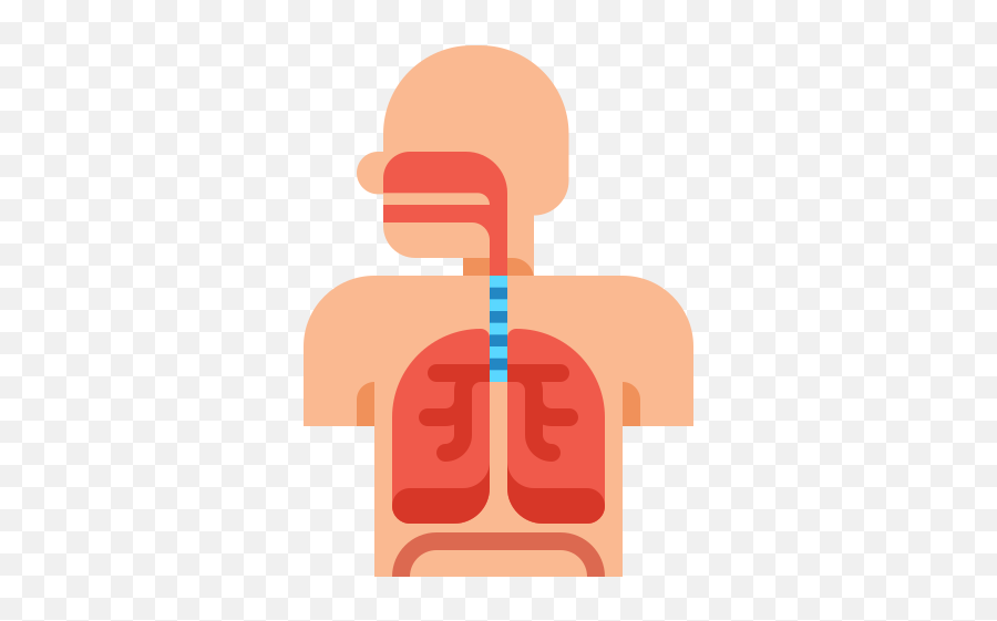 Respiratory System - Respiratory System Icon Png,Respiratory Icon