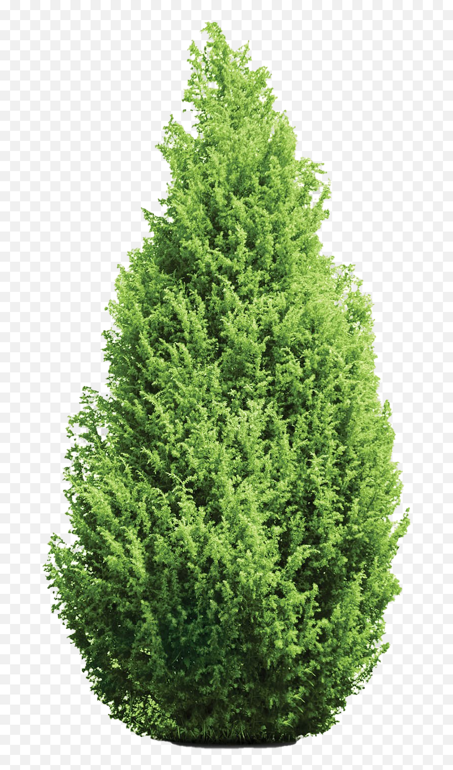 Evergreen Tree Transparent Background - Cypress Tree Png,Tree From Above Png