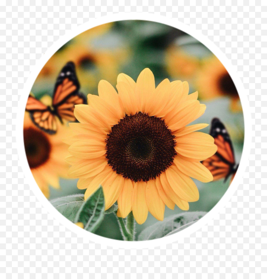395 Images About - Sunflower Aesthetic Png,Icon Viceroy
