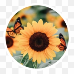395 Images About - Sunflower Aesthetic Png,Icon Viceroy