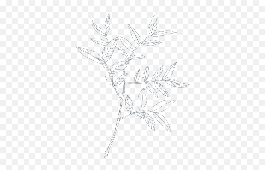 Holiday Cards - Sketch Png,Plant Icon Tumblr