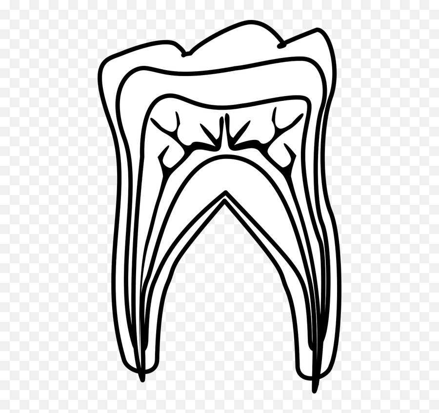 Tooth Dentist Mouth Dentistry Public Domain Image - Freeimg Teeth Diagram Png,Shark Tooth Icon