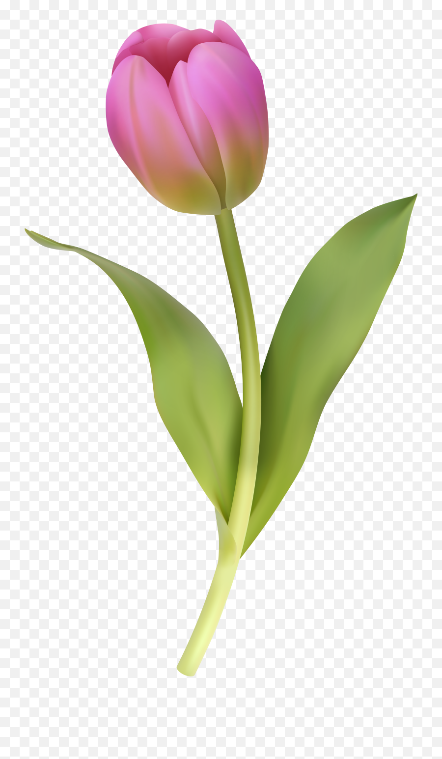 Tulip Clipart Png Transparent