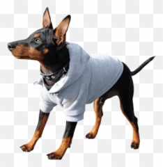 The Healing Naturally Store - Rocky Balboa Dog Costume png