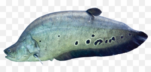 Knifefish Care Sheet - Knife Fish Png,Transparent Fish