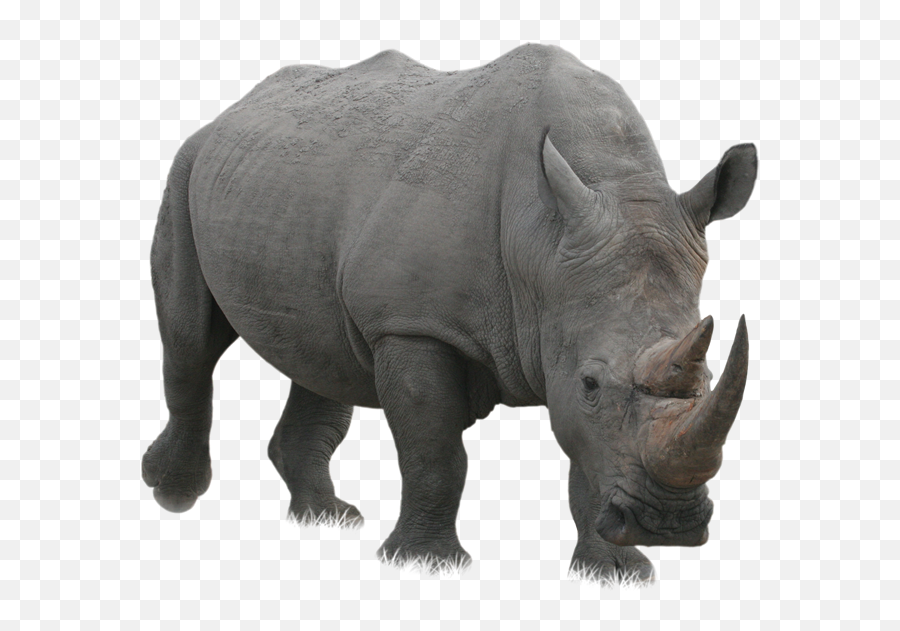 Rhino Png - Rhinoceros Png,Rhino Png